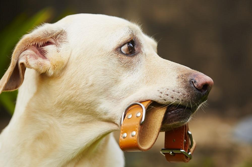 Obroża na kleszcze dla psów — jak działa?