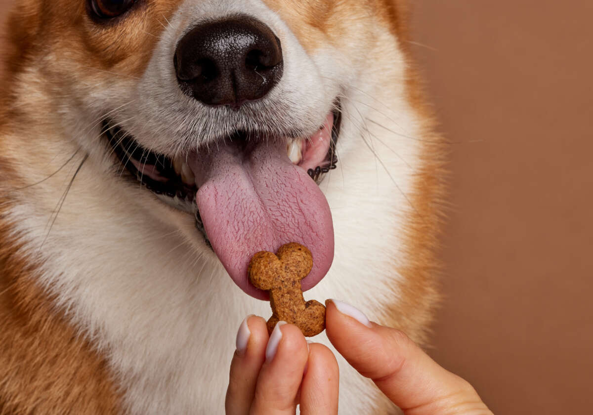 Przekąski dla psów o szczególnych potrzebach zdrowotnych — co podać psu z alergiami, nadwagą lub wrażliwym układem trawiennym?
