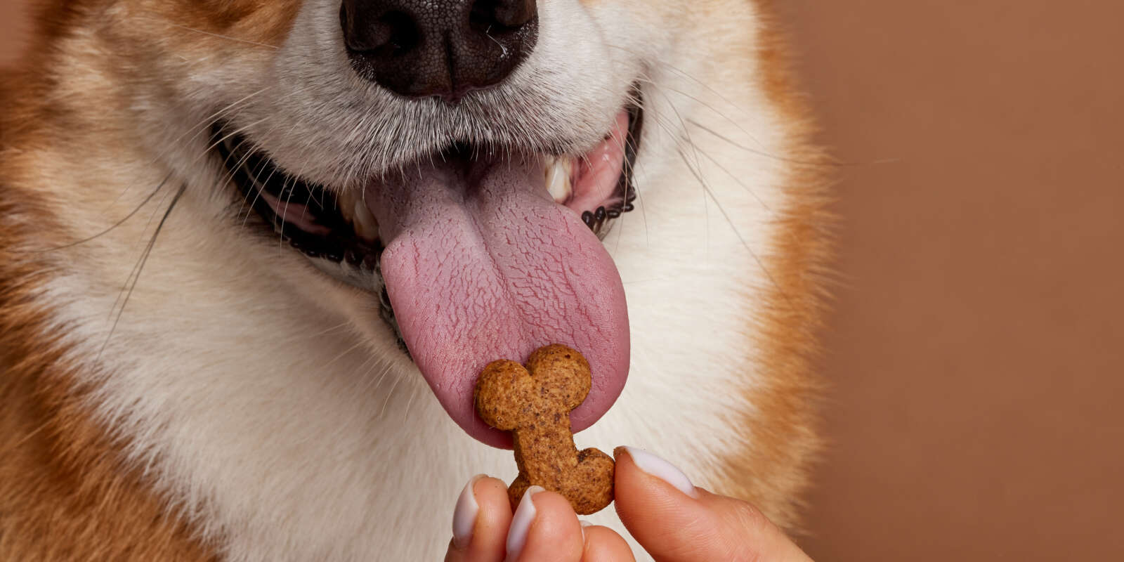 Przekąski dla psów o szczególnych potrzebach zdrowotnych — co podać psu z alergiami, nadwagą lub wrażliwym układem trawiennym?