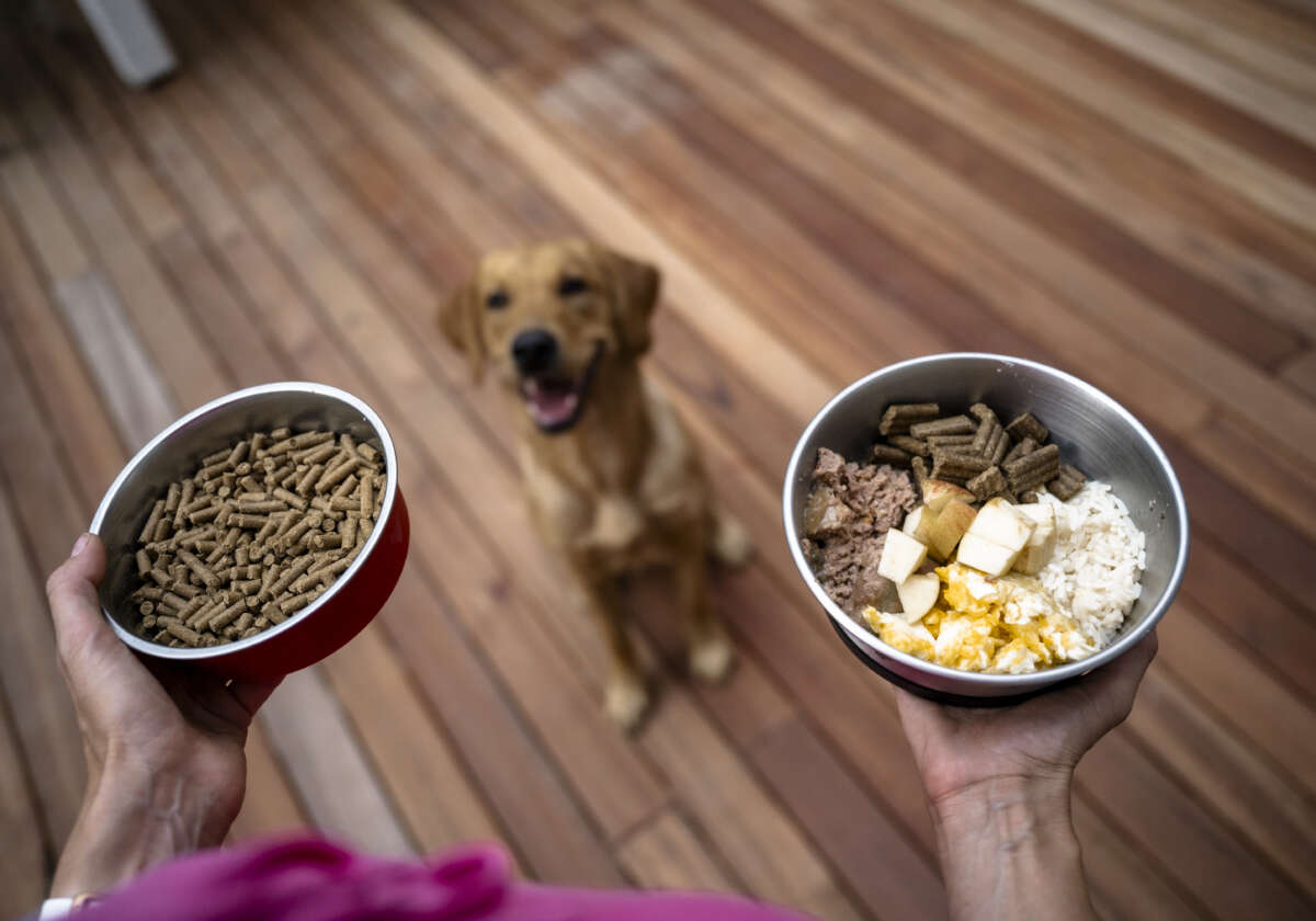Ile kosztuje karma dla psa na miesiąc?