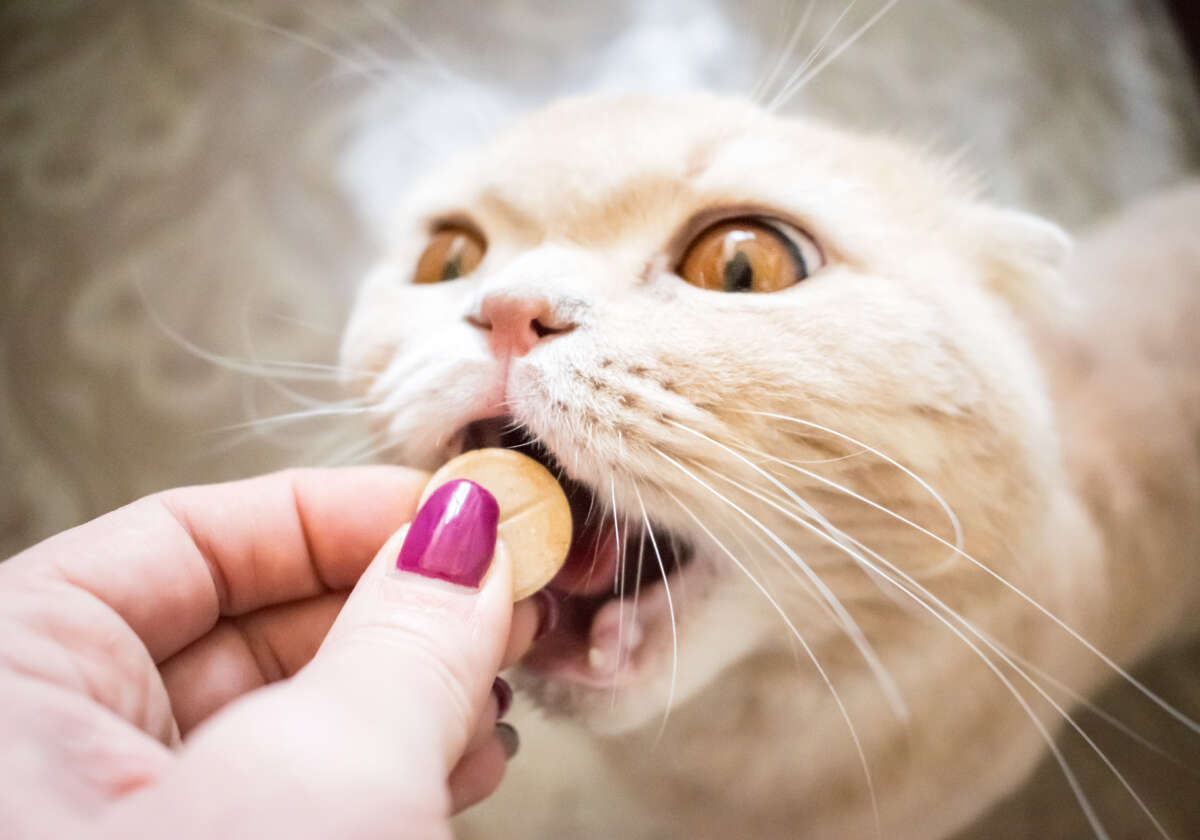 Dlaczego Twojemu kotu potrzebne są suplementy?