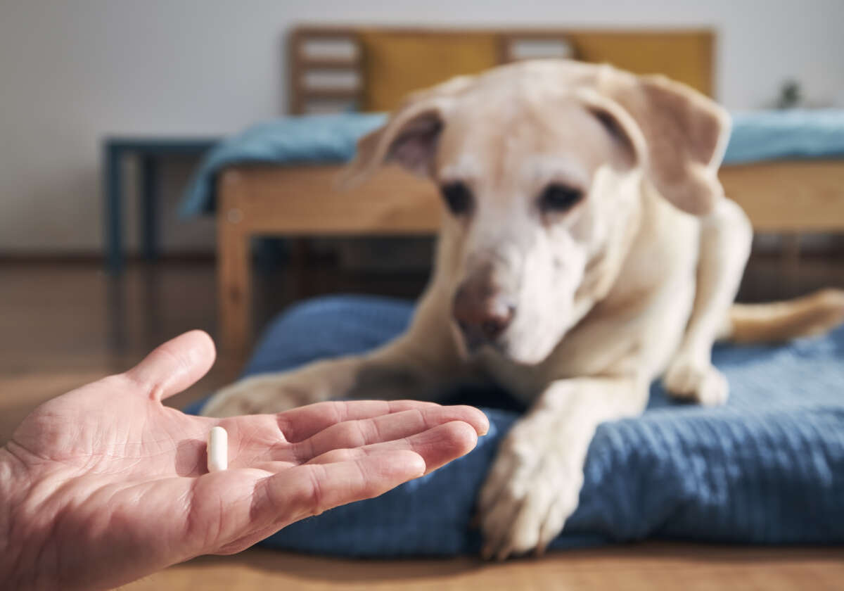 5 mitów o suplementach diety dla zwierząt, które warto obalić